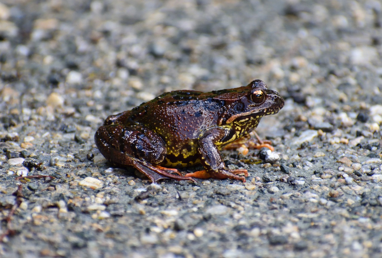 How Invasive Species Benefit from Climate Change